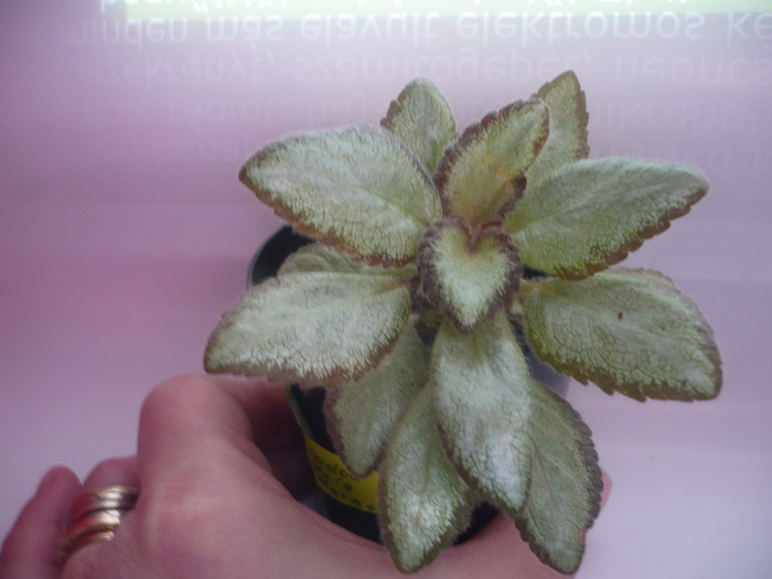 Silver Skies - EPISCIA