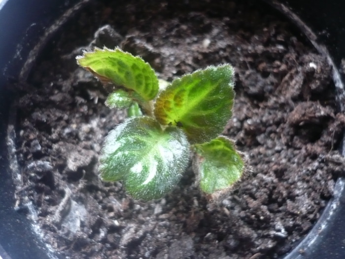 Sylvan's Beauty - EPISCIA