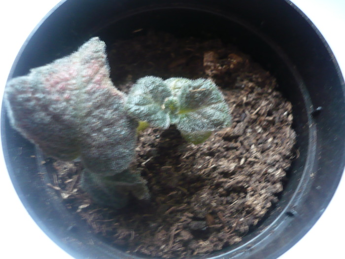 Tricolor - EPISCIA