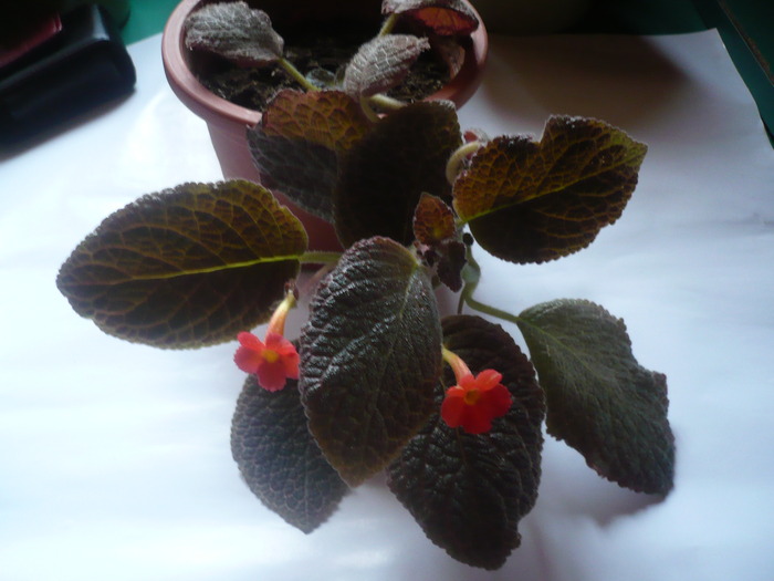 Chocolate Cream - EPISCIA