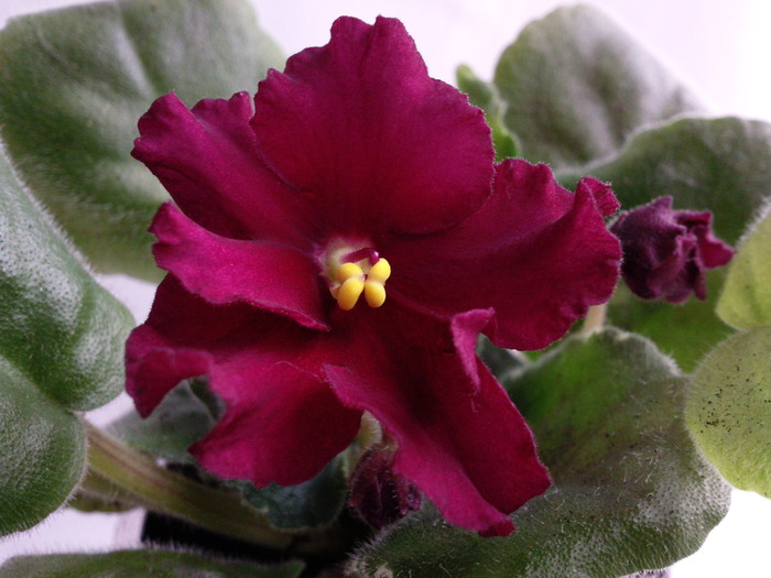 MA"S RED ROVER - VIOLETE AFRICANE saintpaulia  2010-2011                                                             