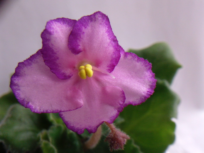 LUMINESCENCE - VIOLETE AFRICANE saintpaulia  2010-2011                                                             