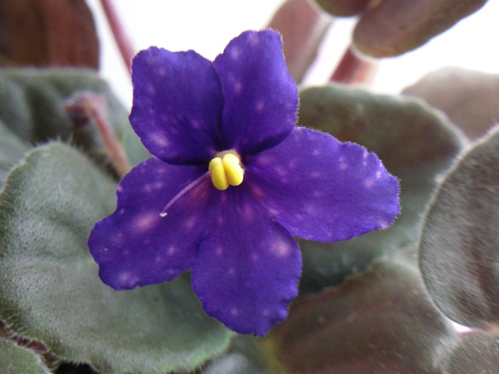 GALACTIC STORM - VIOLETE AFRICANE saintpaulia  2010-2011                                                             