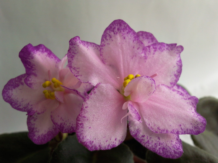 ROBERT MAYER - VIOLETE AFRICANE saintpaulia  2010-2011                                                             