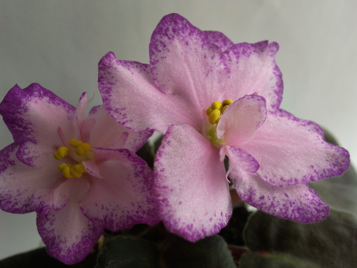 ROBERT MAYER - VIOLETE AFRICANE saintpaulia  2010-2011                                                             