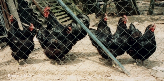 australorp 1