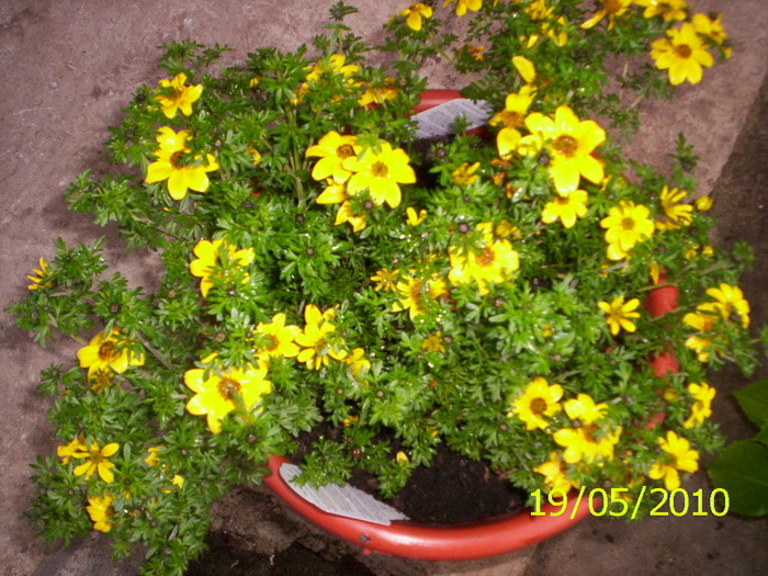 bidens - muscate si alte plante de balcon