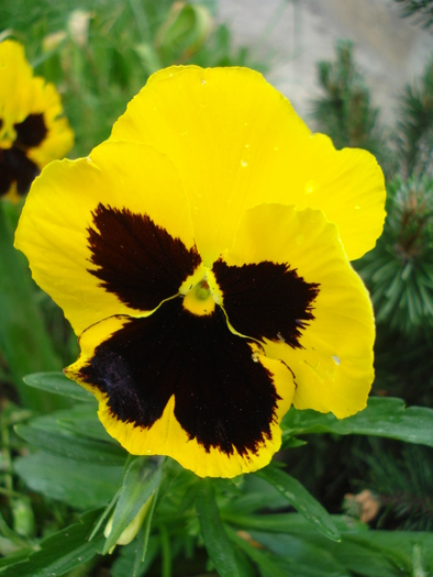 Swiss Giant Yellow Pansy (2010, May 15) - Swiss Giant Yellow Pansy