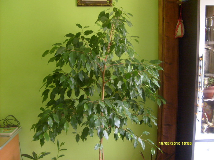 ficus benjamin - ficus