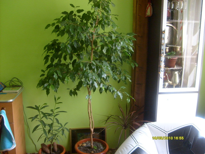 ficus benjamin 1,7 m