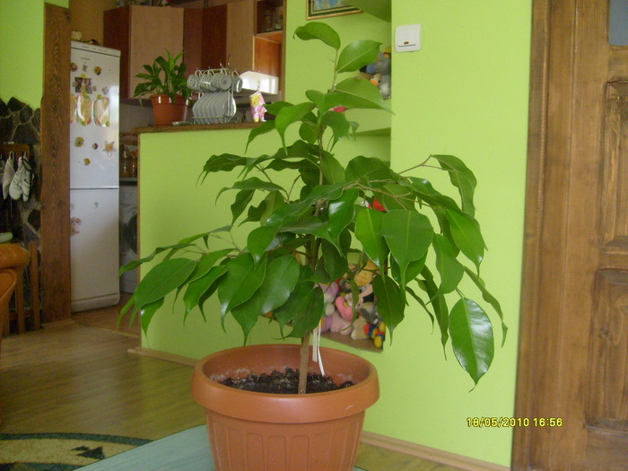 ficus benjamin - ficus