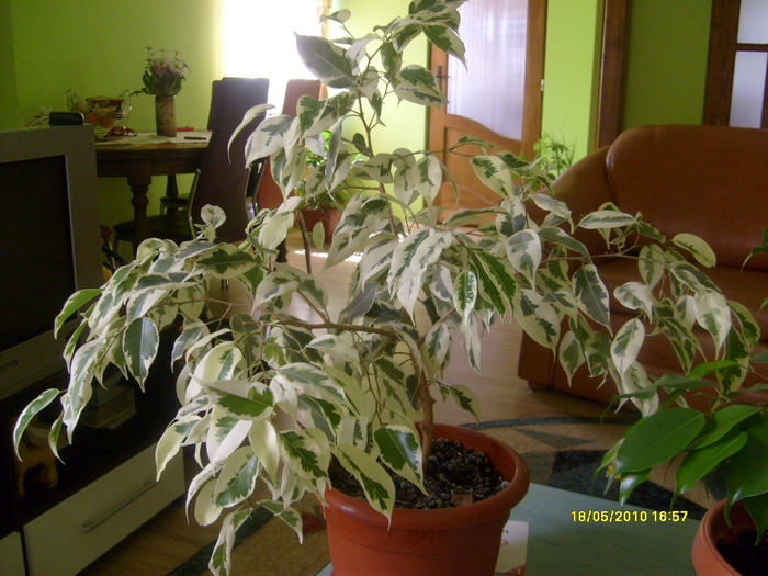 ficus benjamin