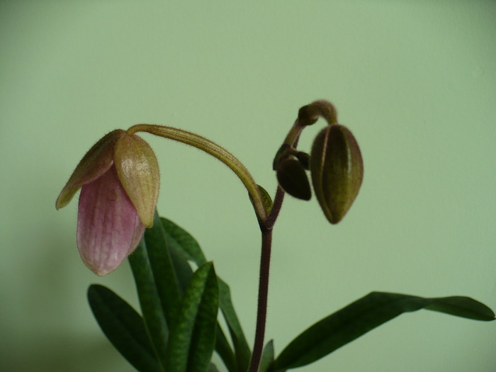 P1260337 - Orhidee 2010