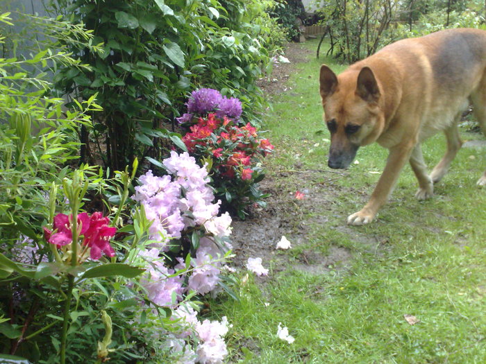 rododendroni - GRADINA SI FLORI 2010