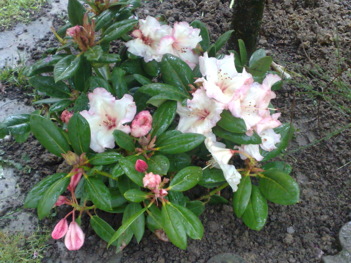 rododendron - GRADINA SI FLORI 2010