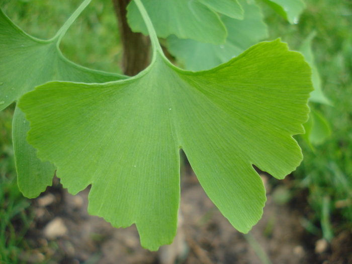 Gingko biloba (2010, May 15) - Gingko biloba