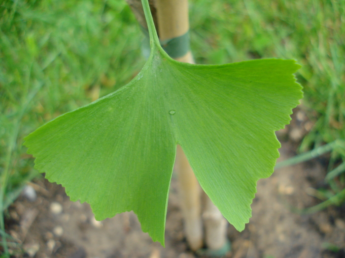 Gingko biloba (2010, May 15) - Gingko biloba