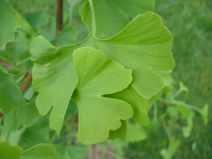 Maidenhair Tree (2010, May 19)