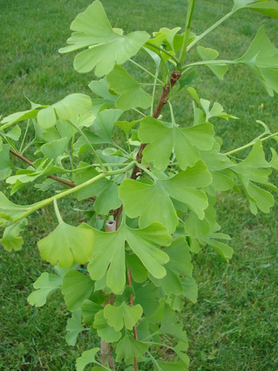Maidenhair Tree (2010, May 19) - Gingko biloba