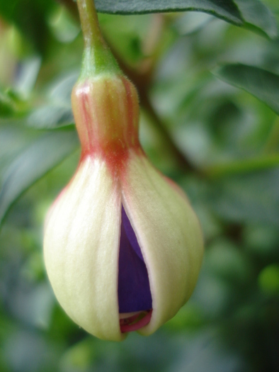 Fuchsia Violette (2010, May 19) - Fuchsia Violette
