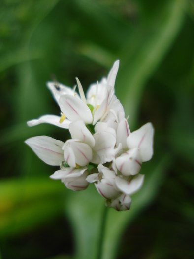 Triteleia hyacinthina (2010, May 15) - TRITELEIA Hyacinthina