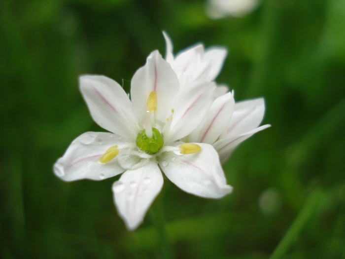 White Brodiaea (2010, May 15)