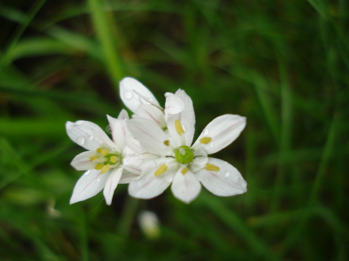 White Brodiaea (2010, May 15) - TRITELEIA Hyacinthina