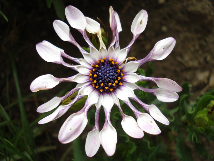 Daisy Nasinga White (2010, May 19)