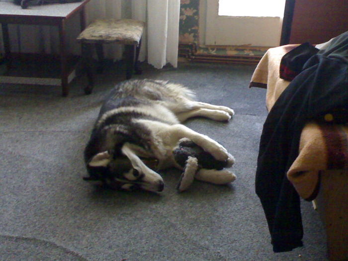 220120102005 - HUSKY 1