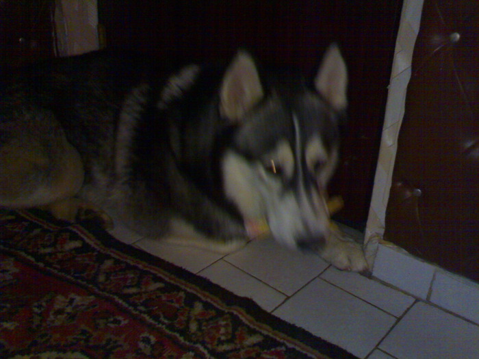 200120102004 - HUSKY 1