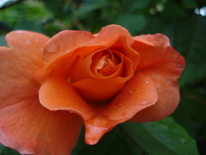 "Westerland" U