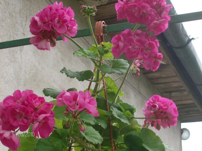 flori 17 05 2010 001-