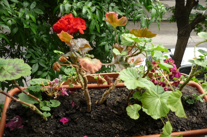 de ziua mea, 21 mai 2010