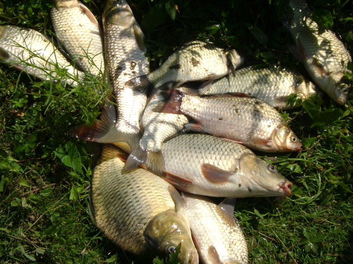 captura - la pescuit 2010