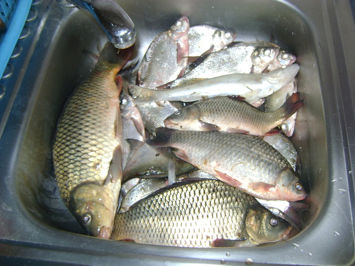 captura pe gurbanesti 4,2 kg de peste in data de 01-10-2009 (1) - la pescuit 2010