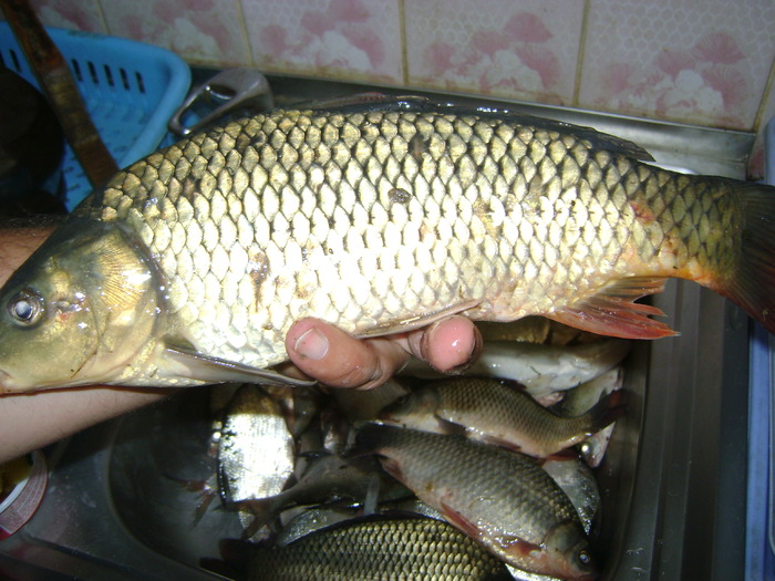 captura pe gurbanesti 4,2 kg de peste in data de 01-10-2009( ciortan 700g) - la pescuit 2010