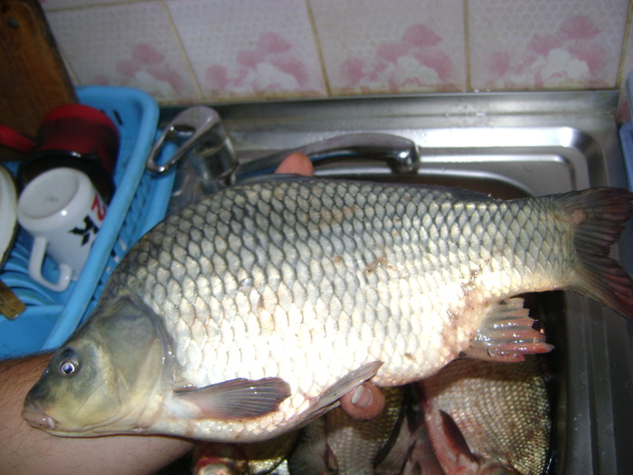 ciortan 2 kg pe silistea - la pescuit 2010