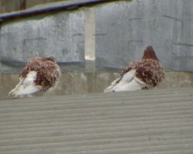 RO 2009 M + RO 2010 M