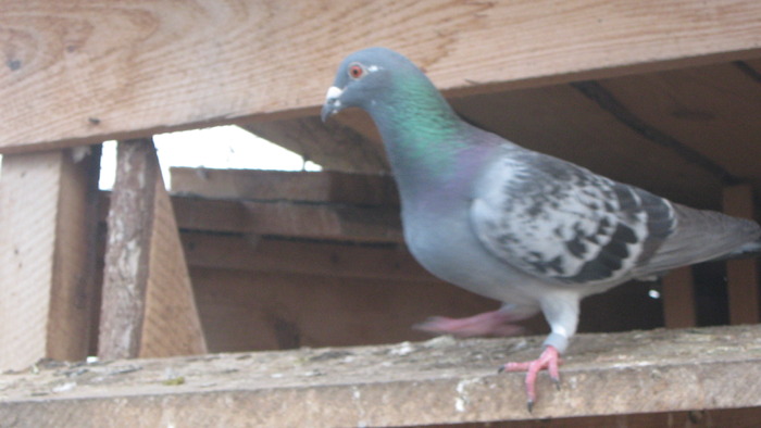 februarie 2009 015 - poze porumbei