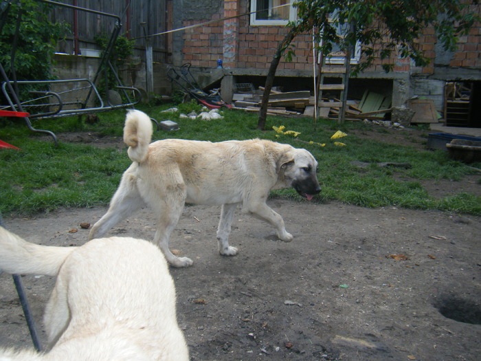 DSCF1038 - kangal