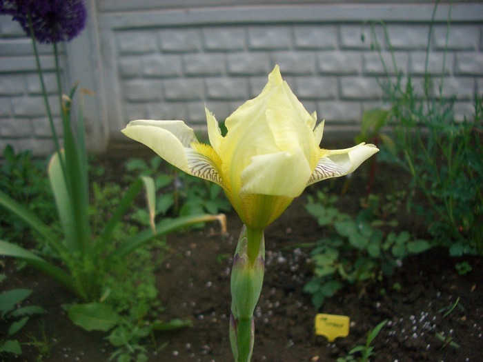 iris LIME