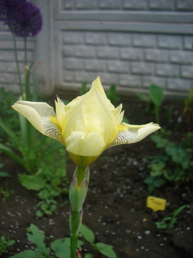 iris2 - gradina 2010