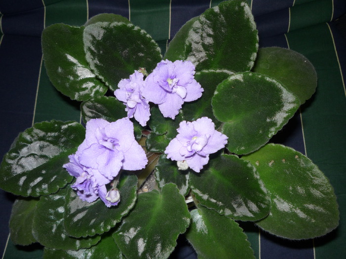 Bloomlover's Prince - violete