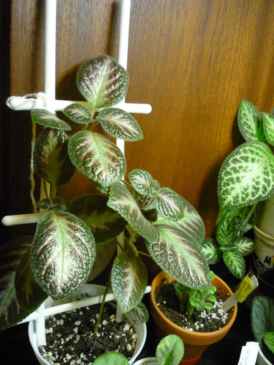 Spring Symphonia - episcia