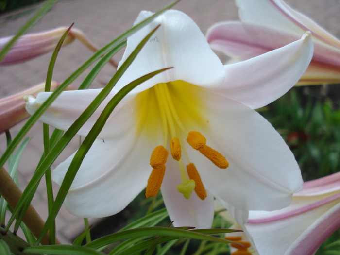 Trumpet lily, Regal lily 20may2010 - Trumpet lily