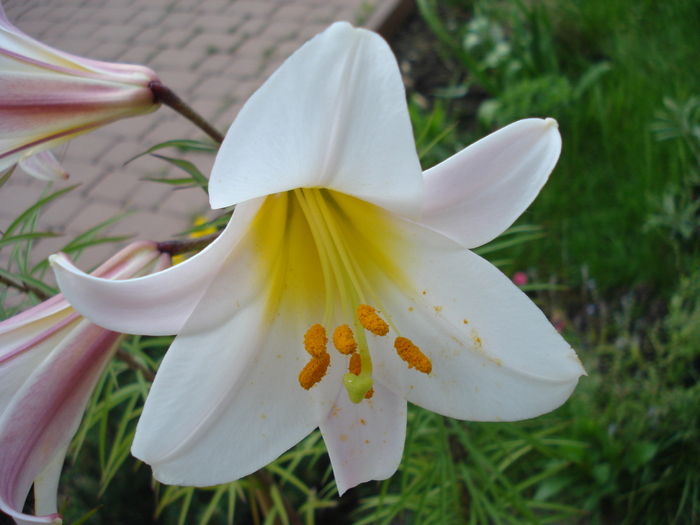 Trumpet lily, Regal lily 20may2010