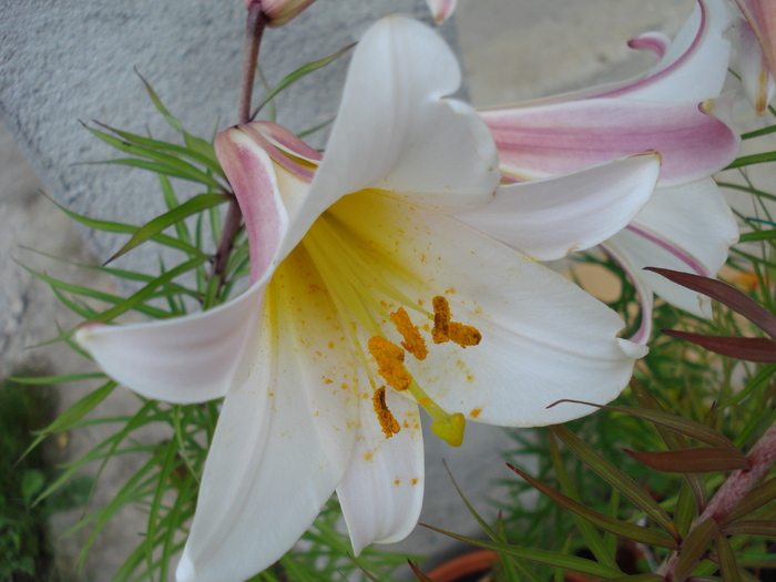 Trumpet lily, Regal lily 20may2010