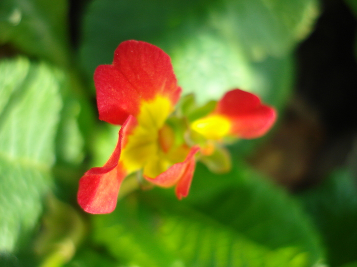 Red Primula (2010, May 12) - PRIMULA Acaulis