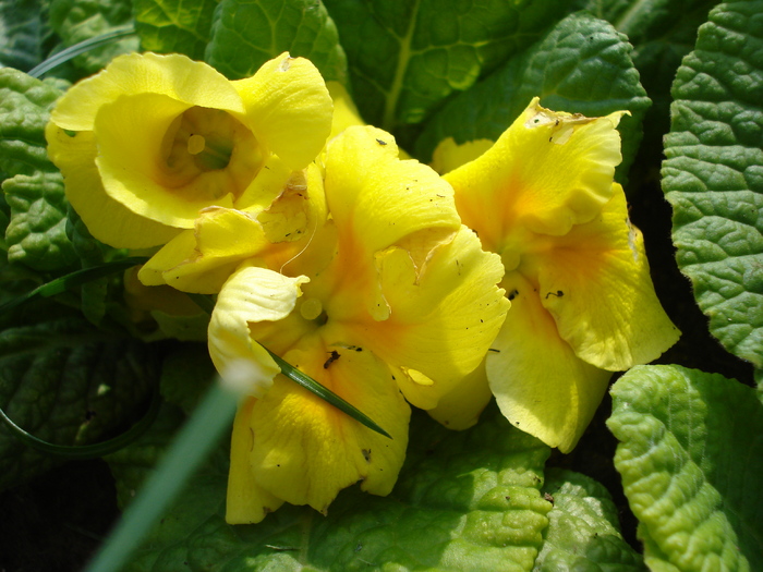 Yellow Primula (2010, May 12) - PRIMULA Acaulis