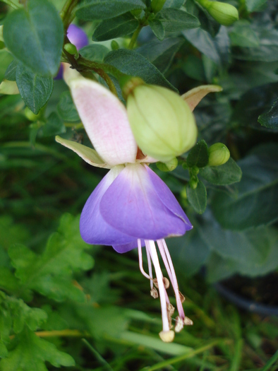 Fuchsia Violette (2010, May 20)